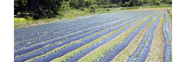 新潟で育った茶豆