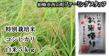 特別栽培米コシヒカリ白米５ｋｇ