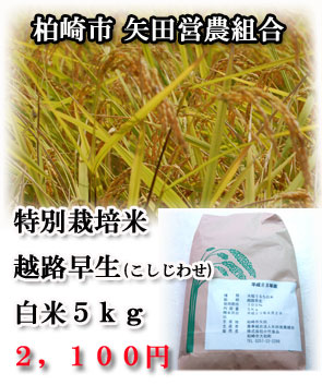 特別栽培米越路早生白米５ｋｇ