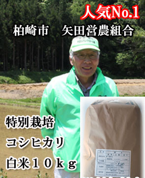 人気NO1!送料無料　特別栽培米コシヒカリ白米１０ｋｇ